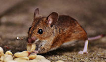 24 Hour & Emergency Exterminators in West Chicago, IL